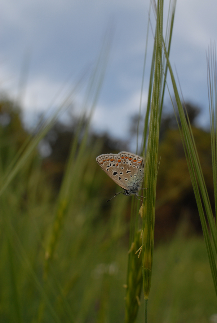 Greece, Lesvos,  <br>15-07-2008. Nikon D200, Sigma macro 105mm, f/11, 1/250sec