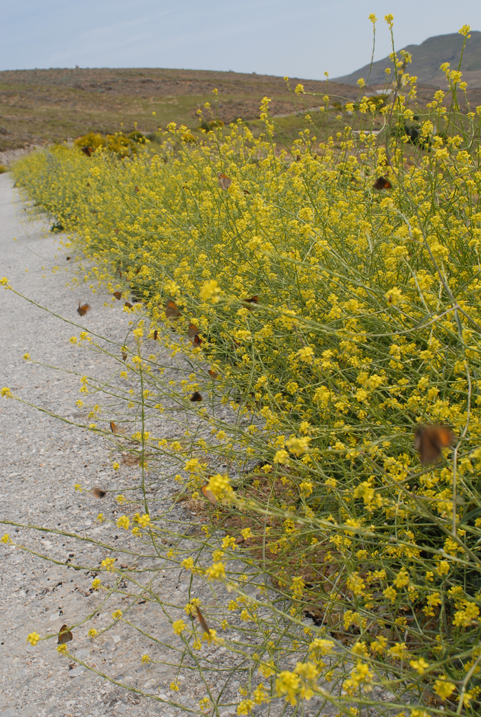 Greece, Lesvos,  <br>15-07-2008. Nikon D200, Sigma macro 105mm, f/11, 1/250sec