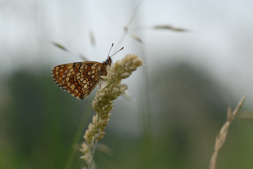 France, Lorraine,  <br>15-07-2008. Nikon D200, Sigma macro 105mm, f/11, 1/250sec