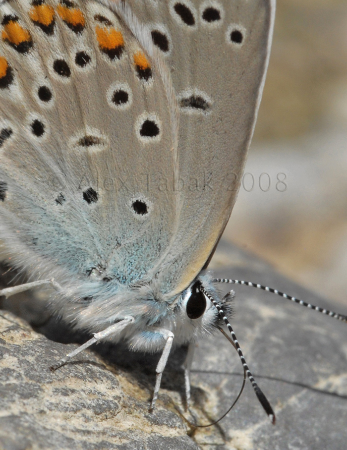 Greece, 2008. Zagoria, Vikos valley.
Nikon D200, Sigma macro 105mm, f/13, 1/160sec
